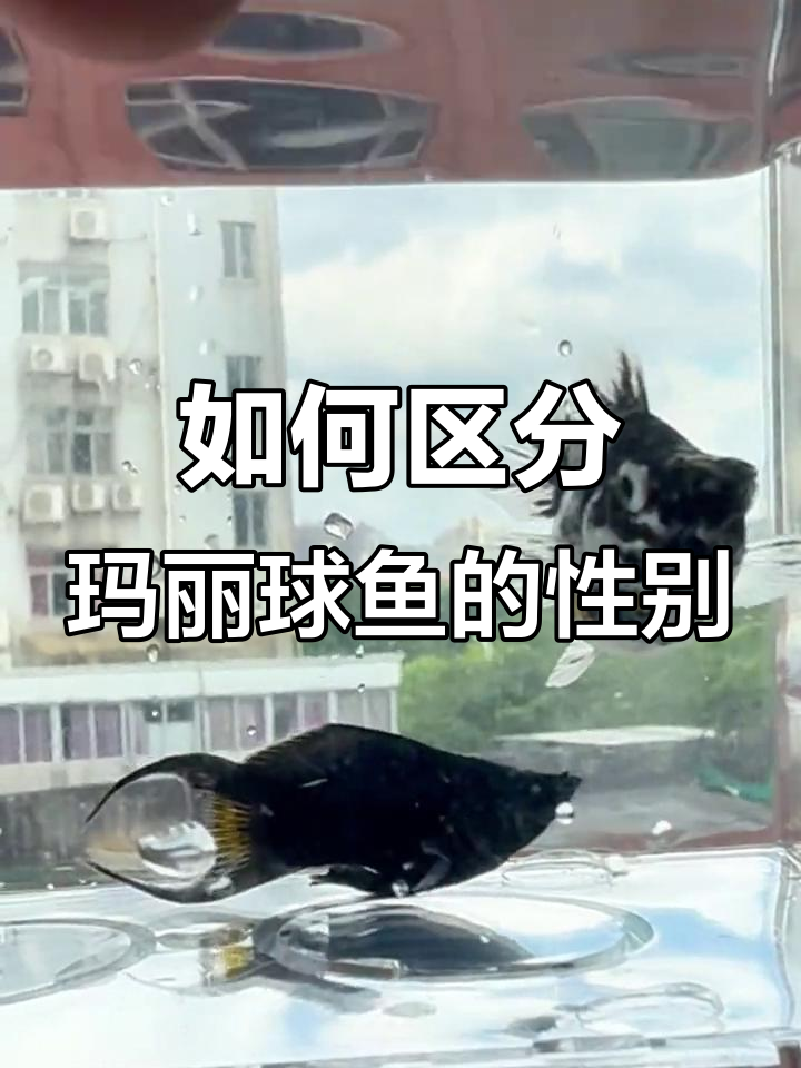 玛丽球鱼公母分辨技巧,轻松了解繁殖习性