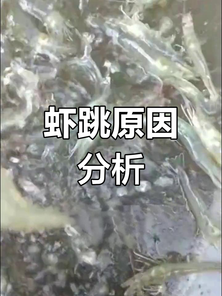 晚上虾跳严重的原因解析