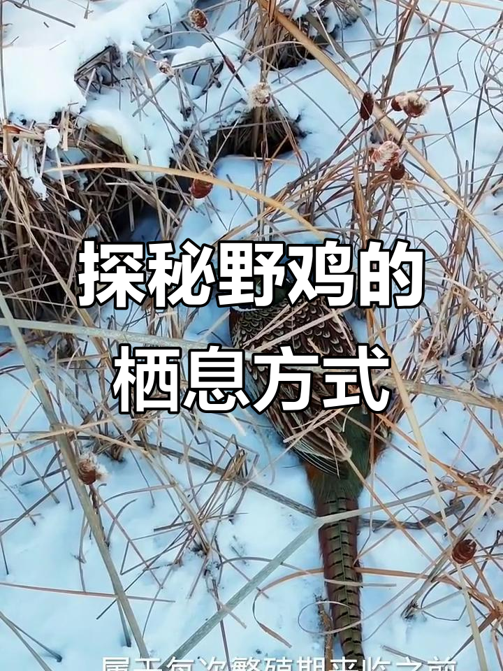 野鸡的生活习性:一夫多妻制与夜间消失之谜