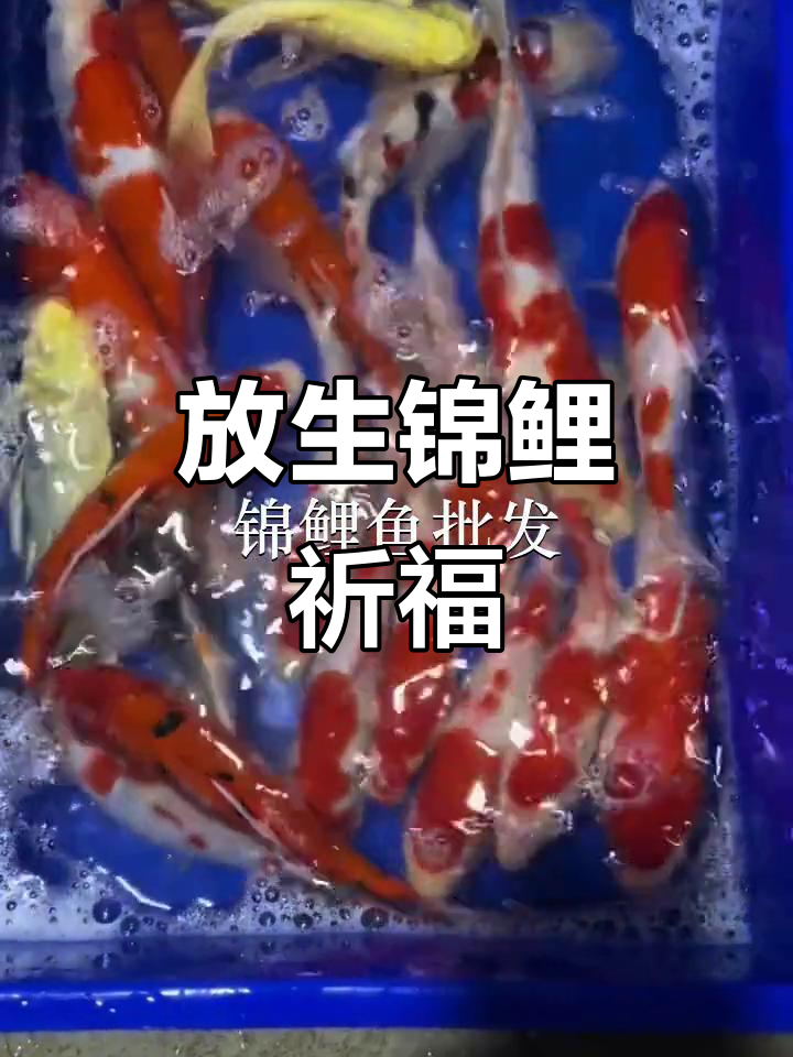 岳阳市鱼苗场放生锦鲤,桂林秀峰见证奇迹