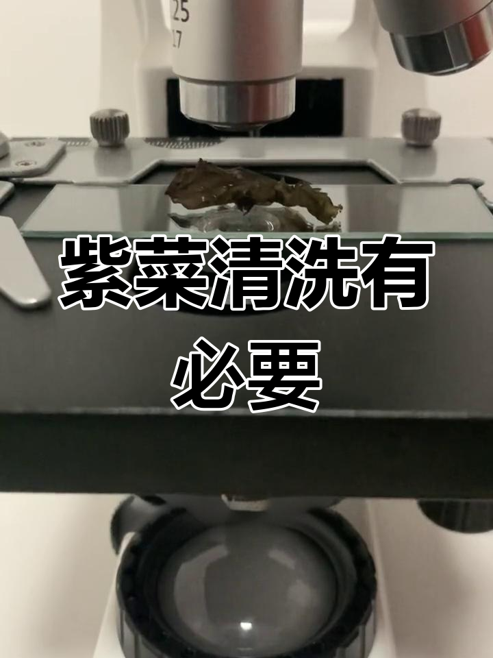 显微镜下的紫菜真相