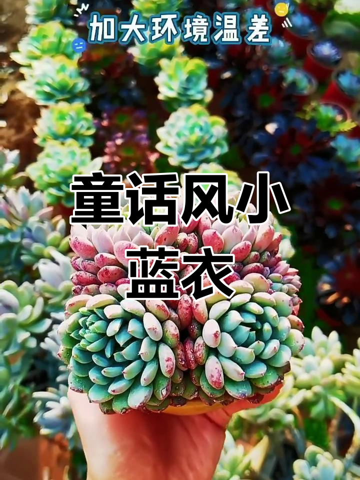 小蓝衣:精致小巧的多肉植物,春末夏初色彩变幻无穷