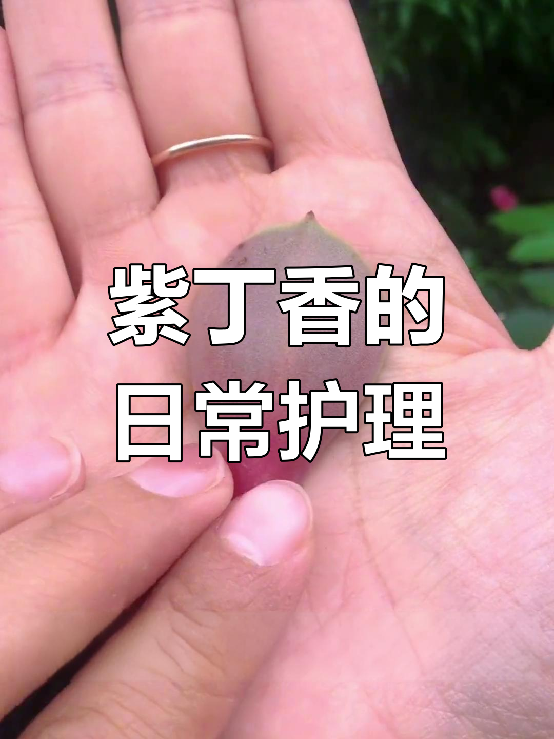 紫丁香多肉养护全攻略