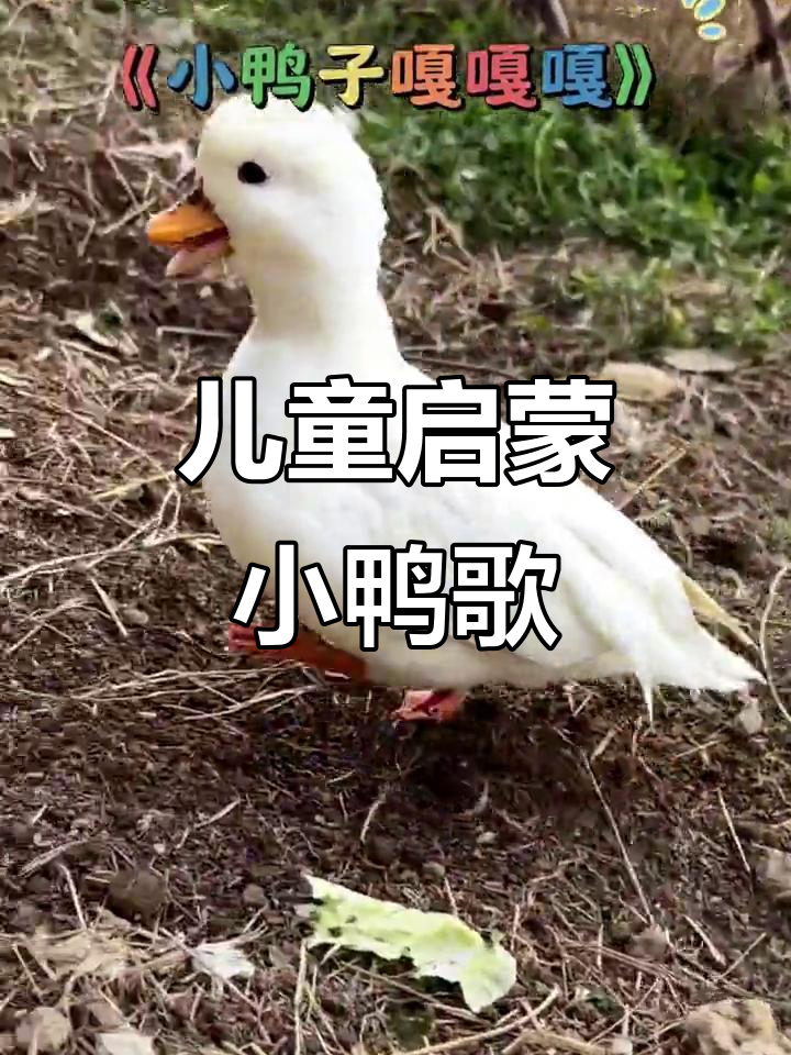 小鸭子嘎嘎唱,0到3岁宝宝早教儿歌