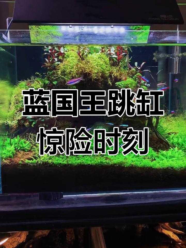 新年惊喜连连,蓝国王打架跳缸引发大乱斗