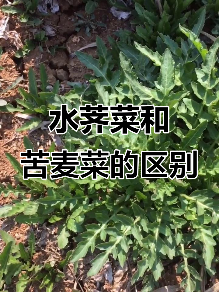 认识水荠菜与泥胡菜的差别，野菜大揭秘