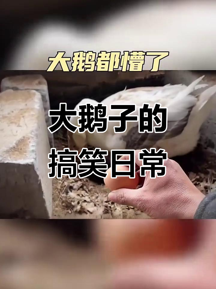 妈妈带你看大鹅子,皮肤差异萌翻了!
