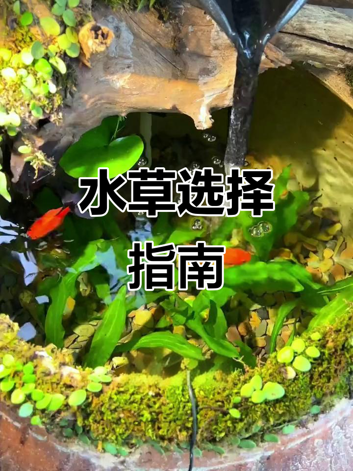 古法养鱼必备水草推荐,打造美丽生态缸