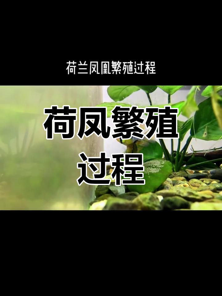 荷兰凤凰鱼繁殖全过程记录