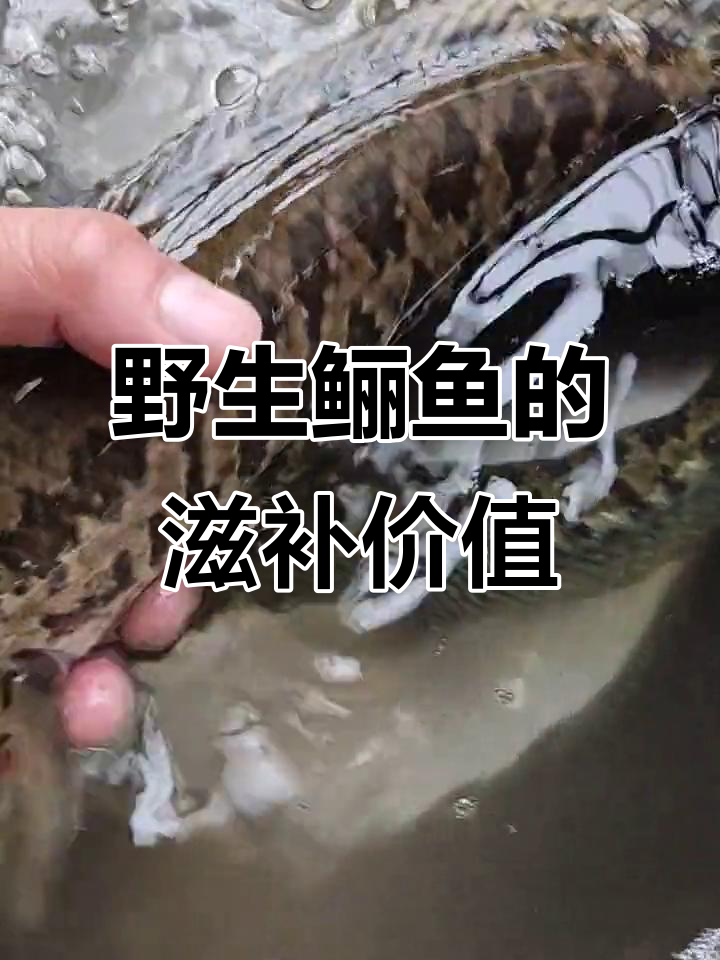 野生鲡鱼:滋补佳品,营养满满