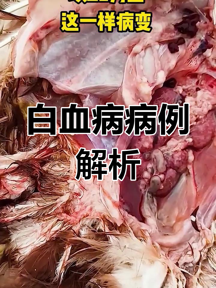 鸡只肿瘤病变分析