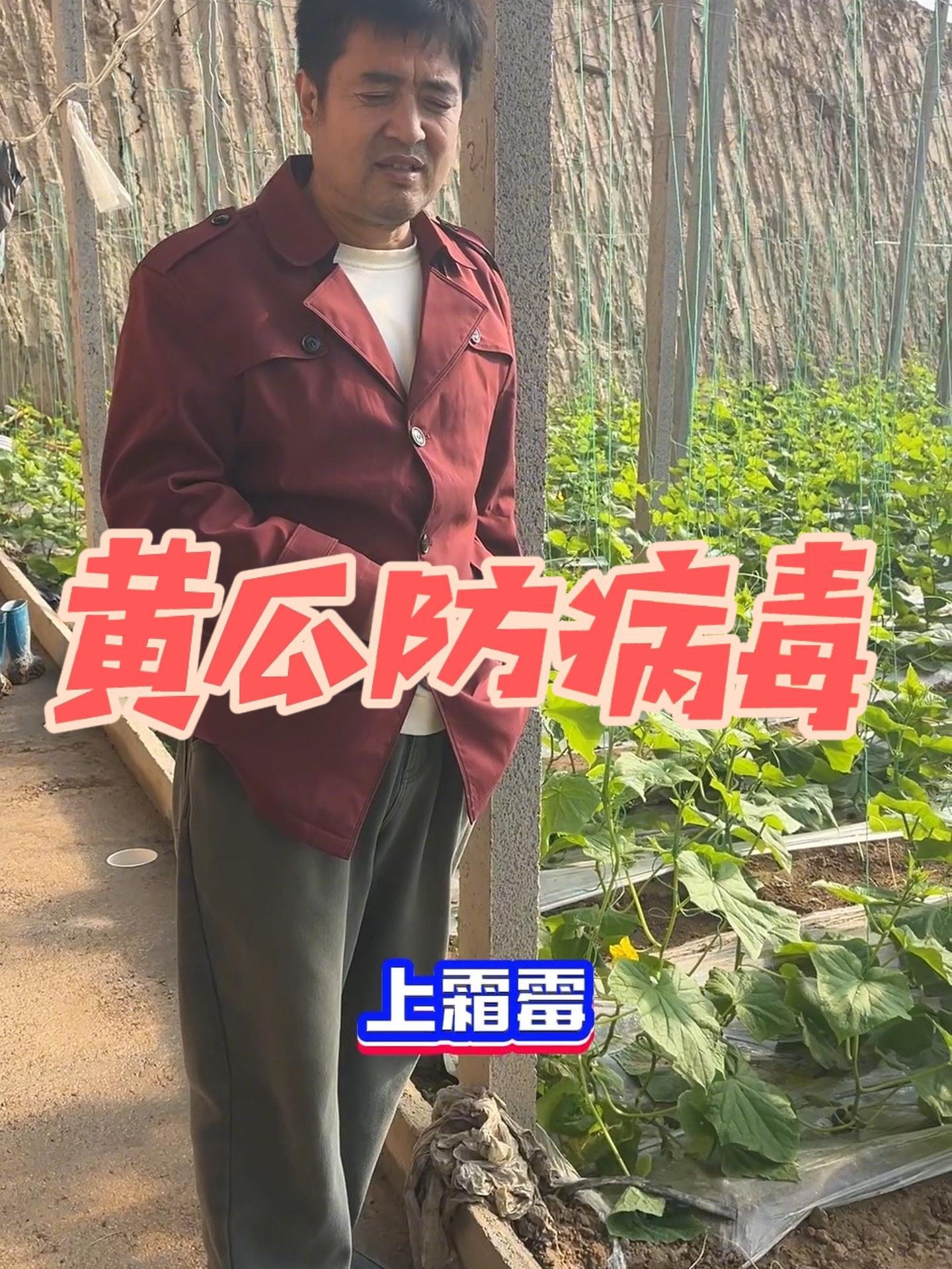黄瓜防病毒,就是这三条!蔬菜种植 病虫害防治 农业技术推广 蔬菜大棚 黄瓜种植技术