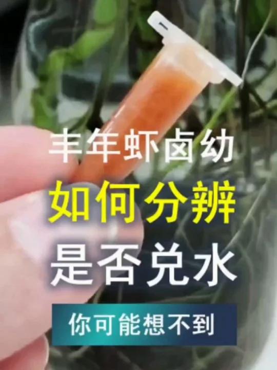 分辨丰年虾卤幼的品质,兑水的不要选