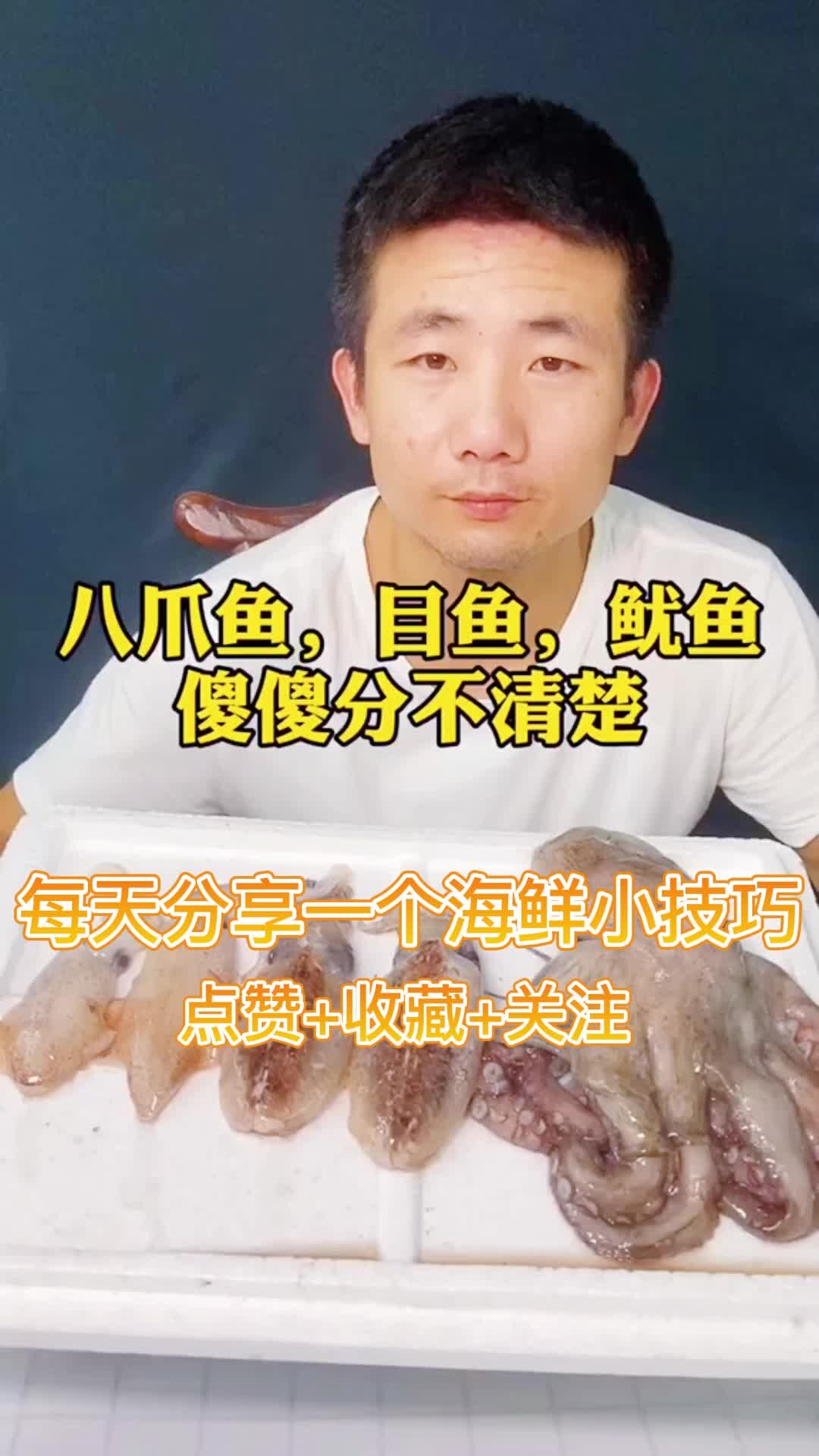 今日揭秘:怎么区分八爪鱼、鱿鱼、目鱼