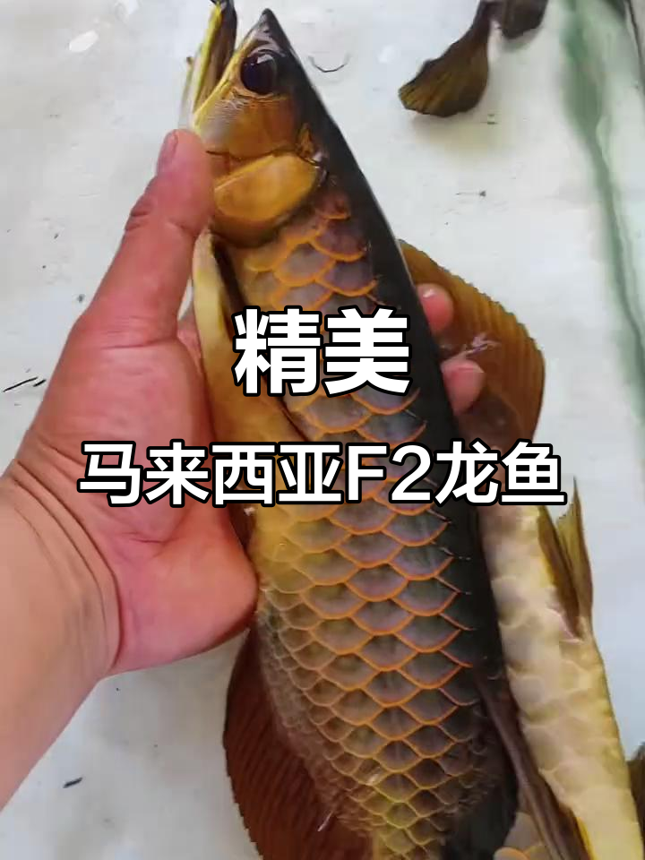 马来西亚F2龙鱼,尺寸完美,竹鳞清晰可见