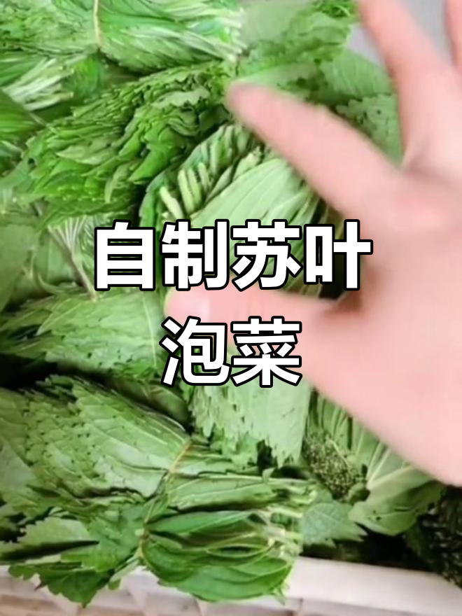 传统苏叶咸菜腌制方法
