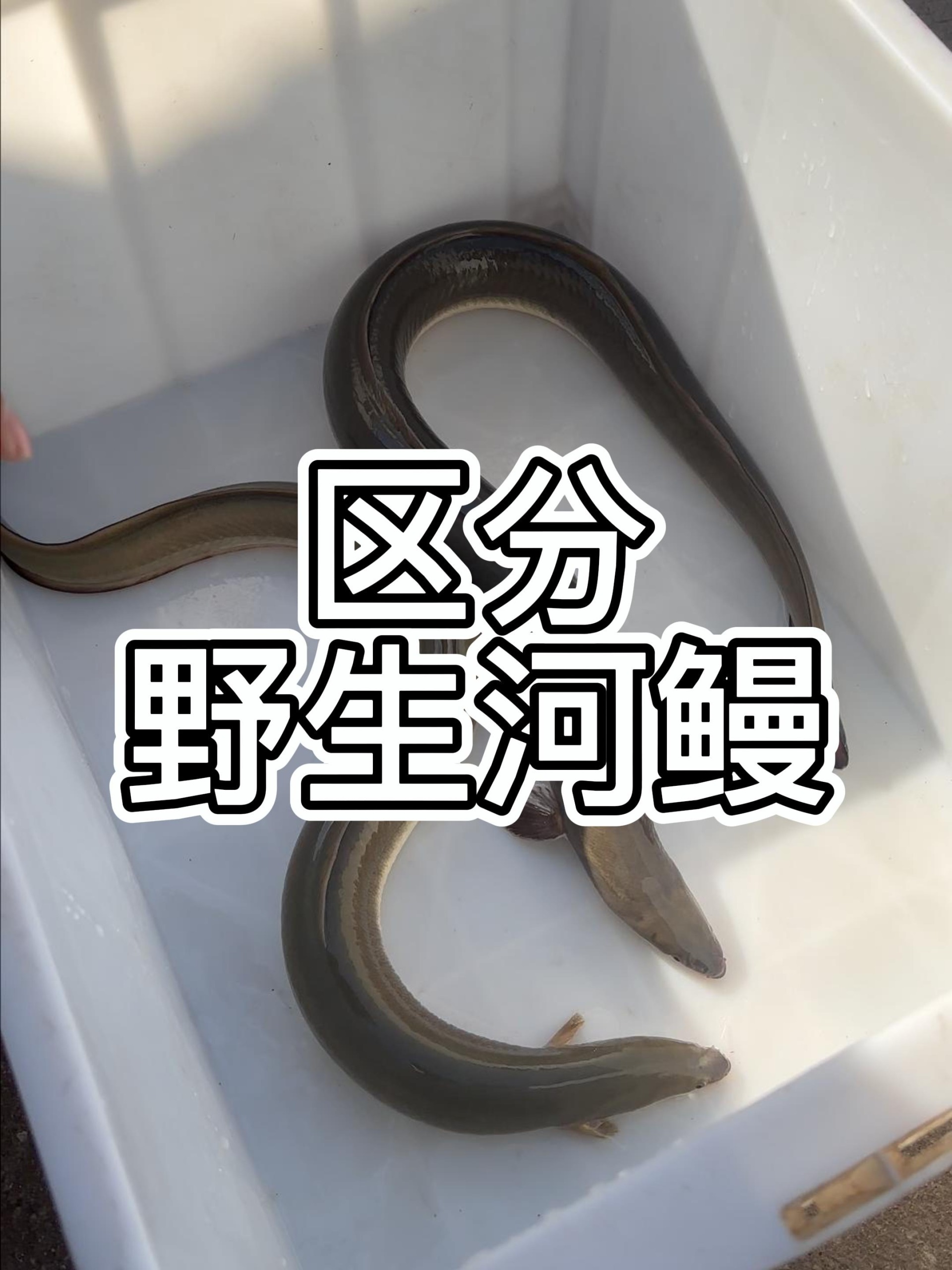 教你区分野生河鳗
