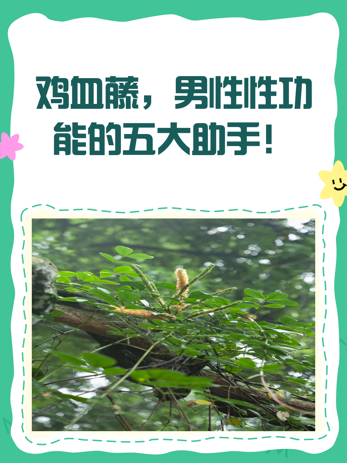 揭秘鸡血藤!男性性功能的自然助力?