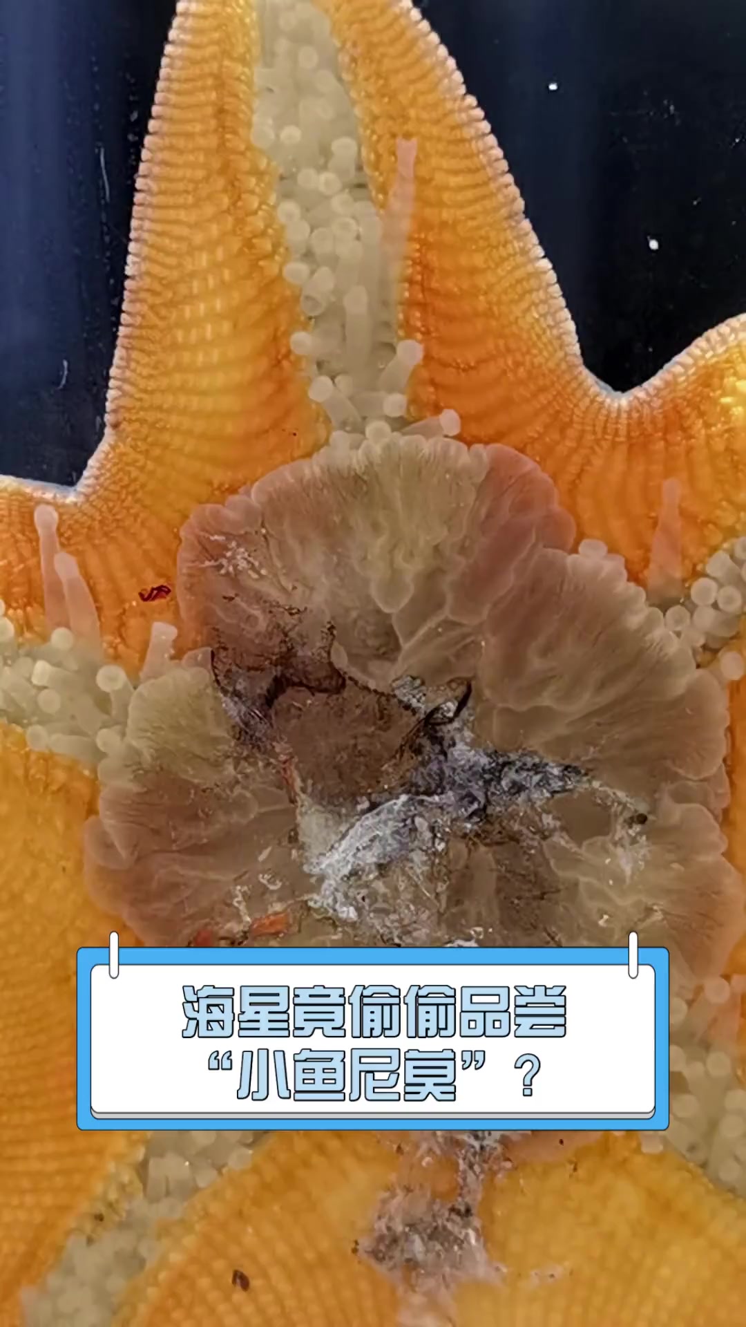 海星竟偷偷品尝“小鱼尼莫”?