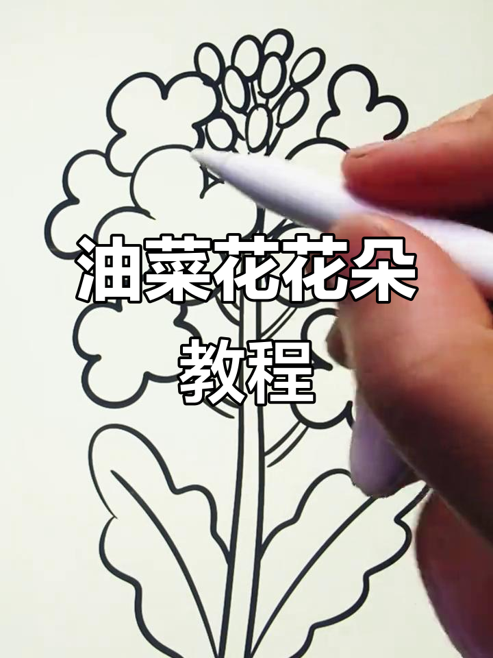 简单步骤教你画油菜花,轻松学会简笔画技巧
