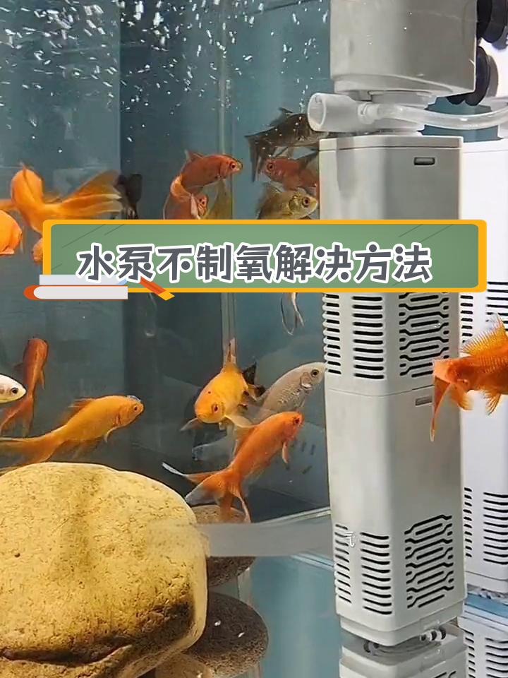 鱼缸水泵不出氧?四招自查法