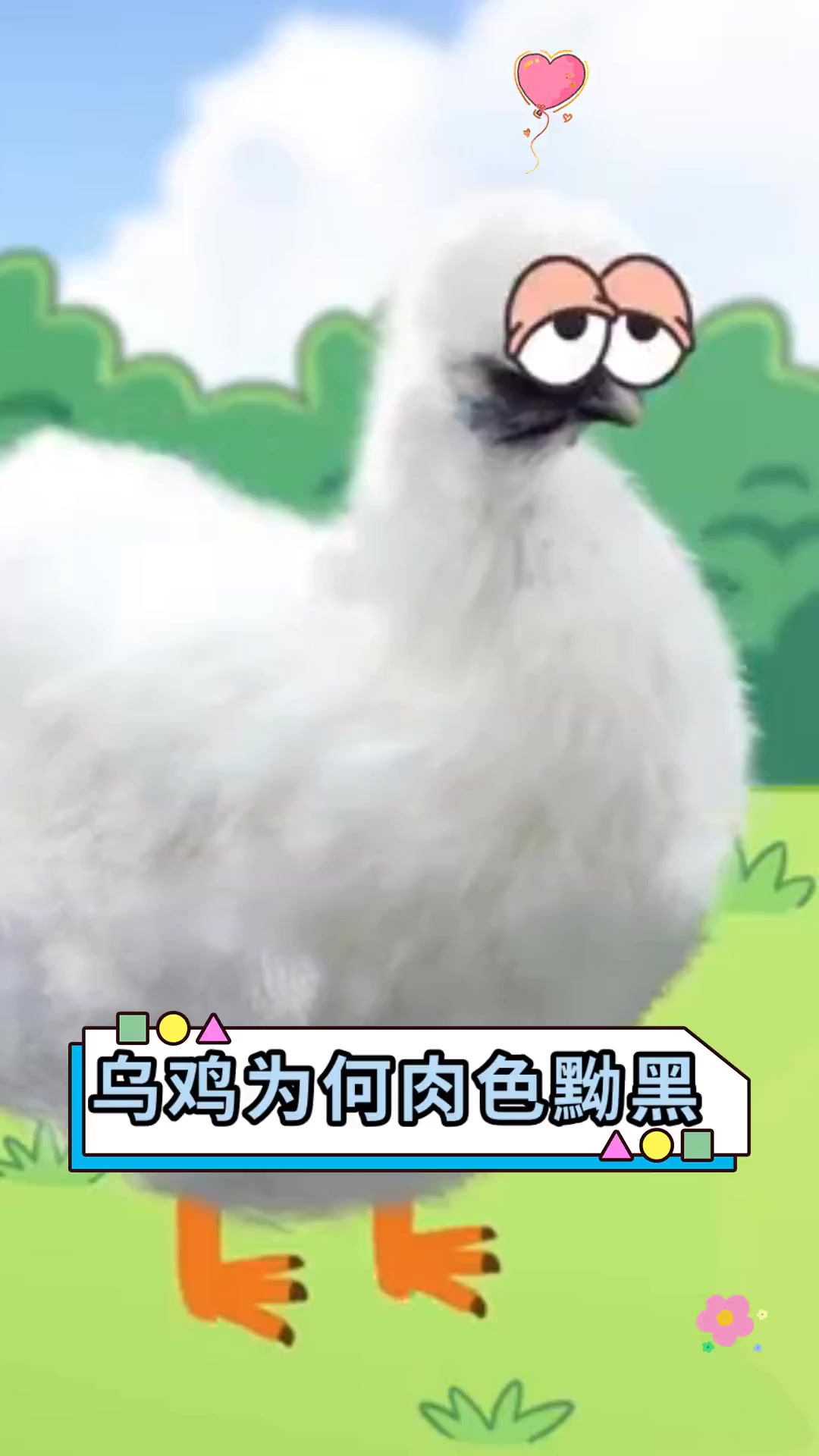 乌鸡为何肉色黝黑