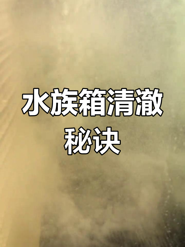 鱼缸水变清的秘密:活性炭过滤神器