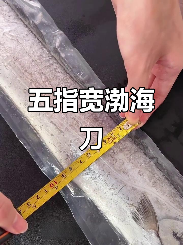 渤海刀鱼宽度惊人,五指宽的“梦中情刀”来了!