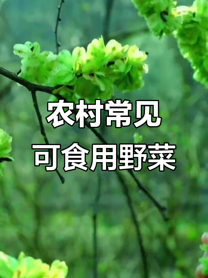 这些野菜你尝过吗?味道超乎想象,做法多样