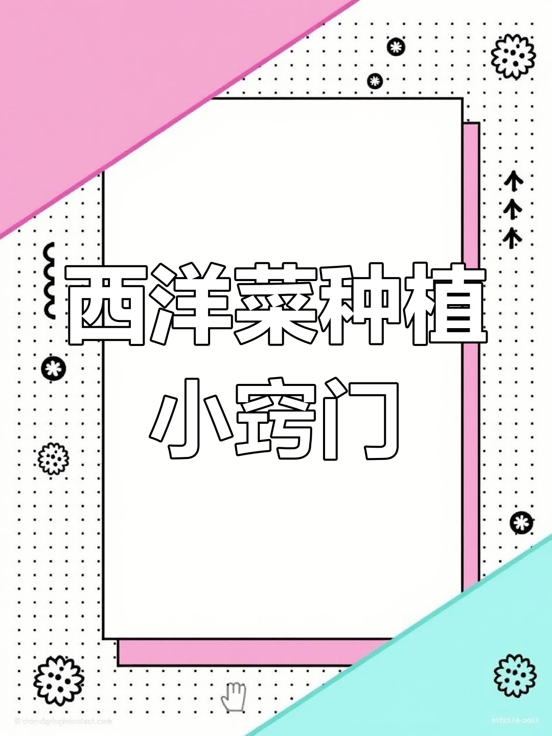 西洋菜种植技巧:水培土培都行,简单又营养
