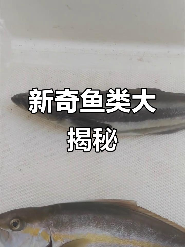 这条带纹身的鱼,假期探索新物种!