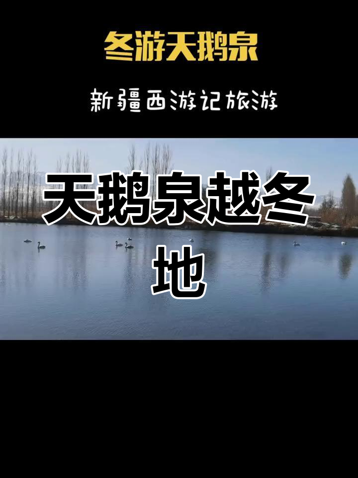 伊宁县天鹅泉:西伯利亚天鹅的冬季家园