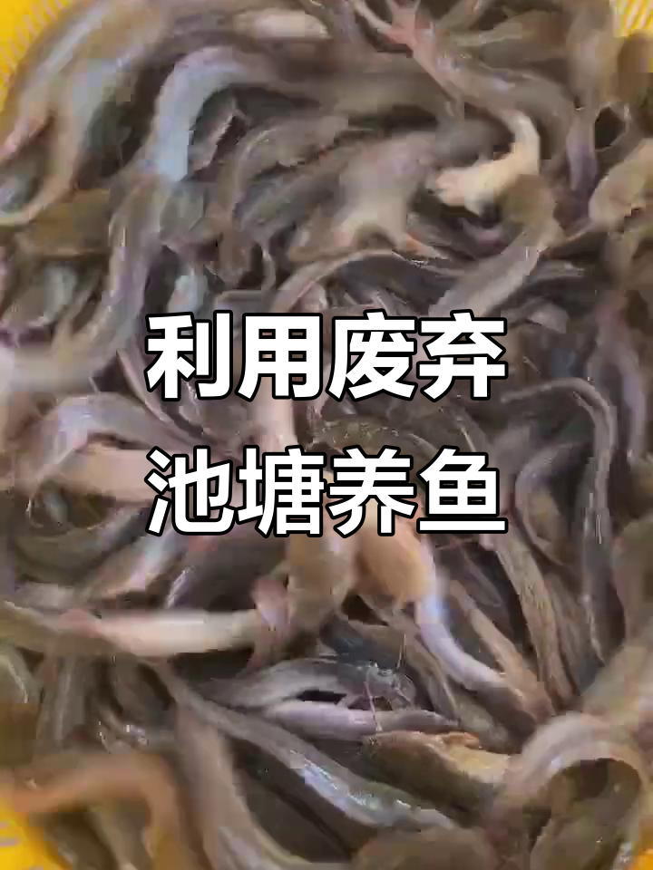 荒废鱼塘变宝地,高密度养殖黄塘角鱼