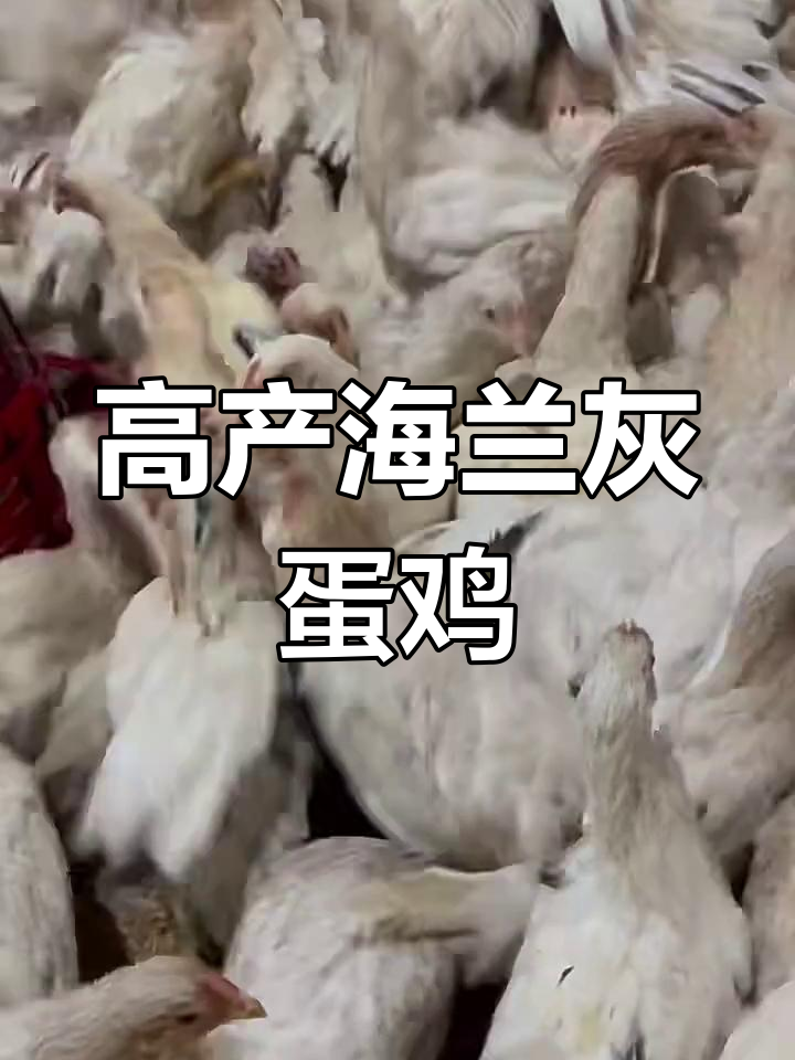 海兰灰高产蛋鸡,土鸡之王来袭