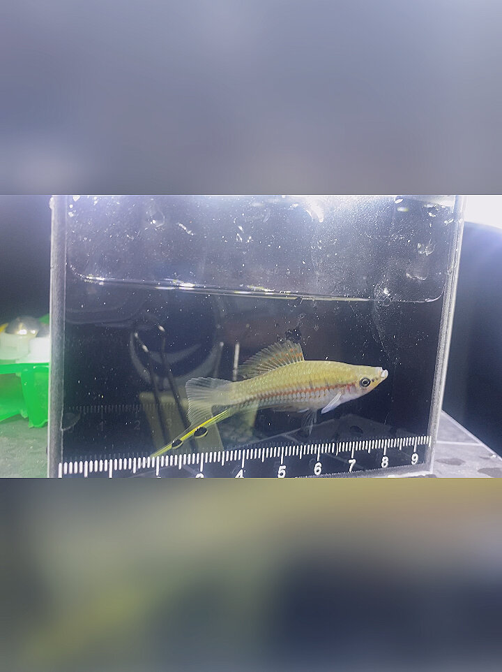 野生青剑鱼第一视角