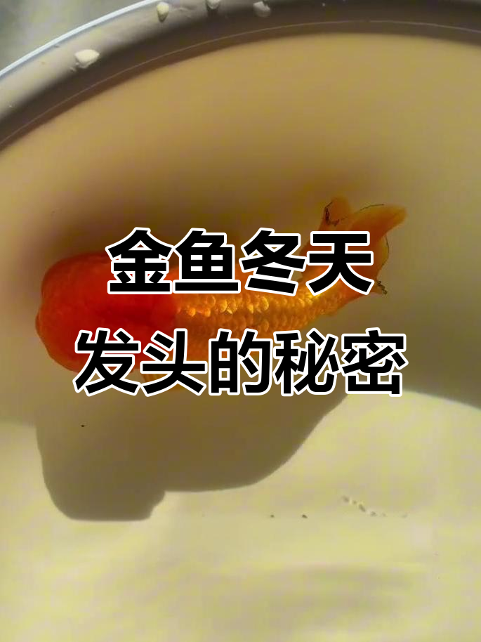 冬季金鱼发头秘诀,如何让鱼头更突出