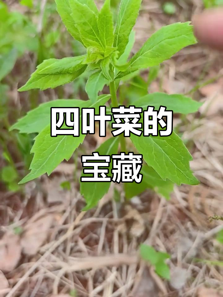 四叶菜全身都能吃，嫩芽凉拌或炖汤，根可做沙参
