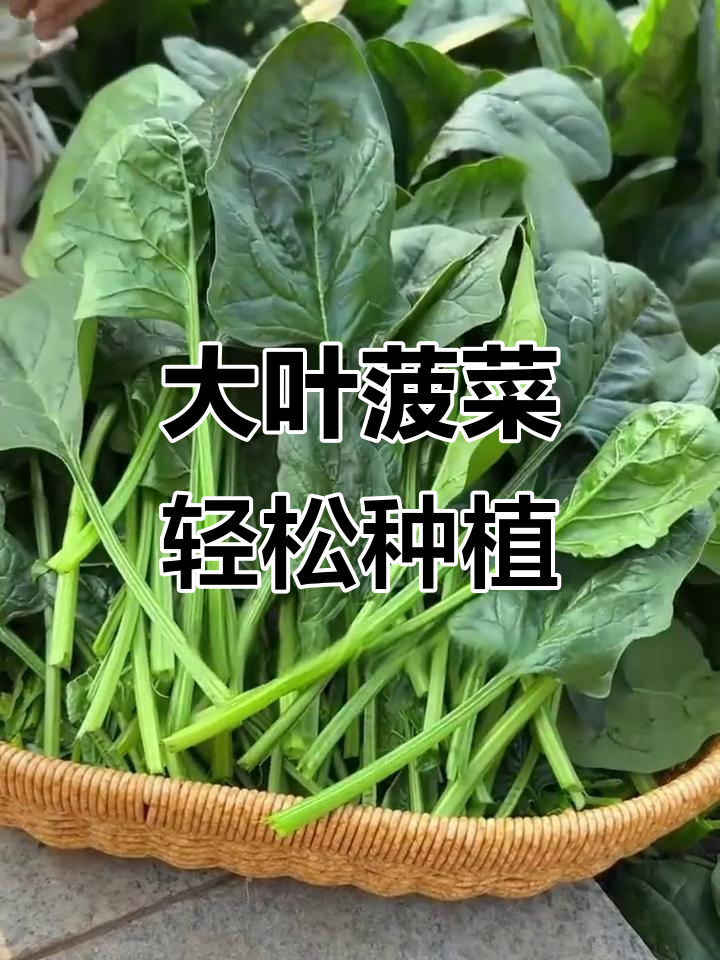 阳台种大叶菠菜，四季常绿又美味