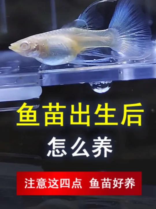 孔雀鱼生小鱼了,接下来怎么养,告诉你答案