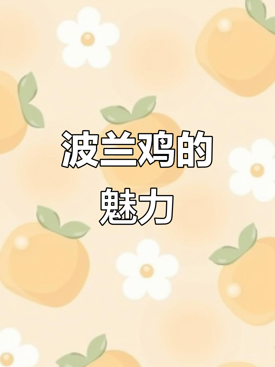 波兰鸡:美丽凤头鸡,温顺易饲养