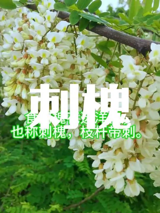 四月是吃槐花的季节,错过了又得等一年,虽然摘晚了点,但还是抓住了春天尾巴没放过吃槐花洋槐花