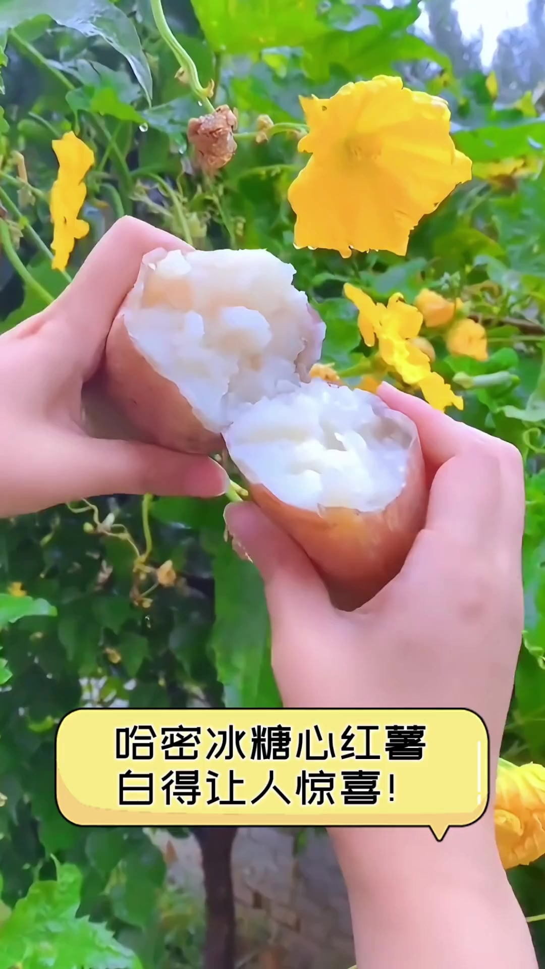 哈密冰糖心红薯,白得让人惊喜!