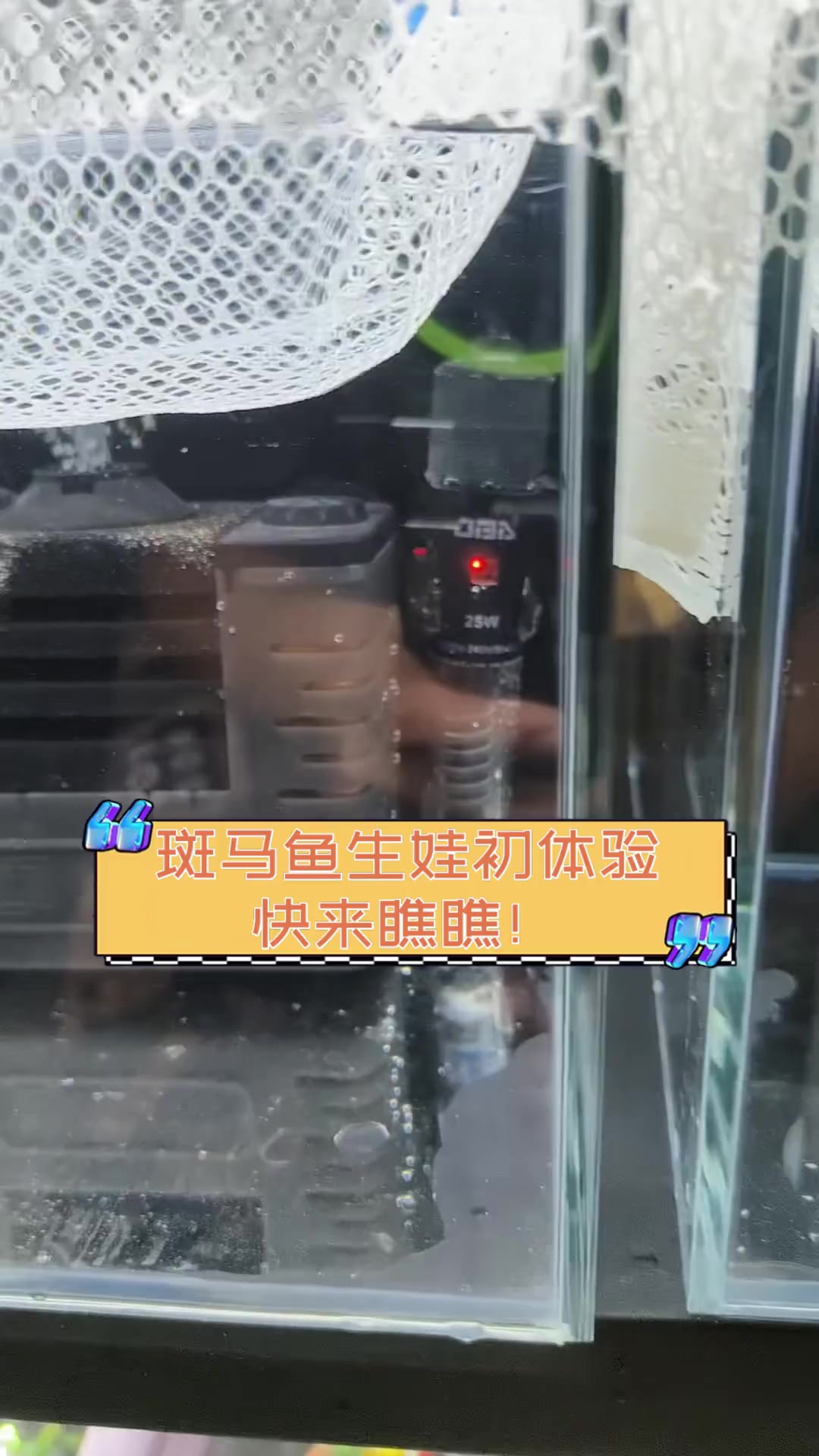 斑马鱼生娃初体验,快来瞧瞧!