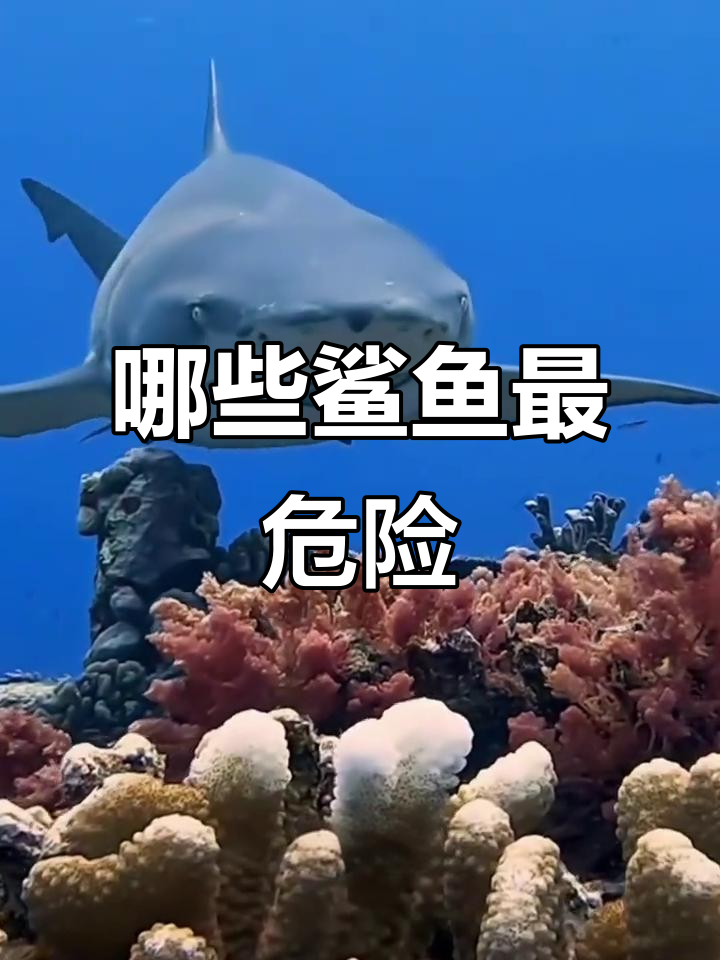 这些鲨鱼能单挑吗？大白鲨、虎鲨等战斗力最强