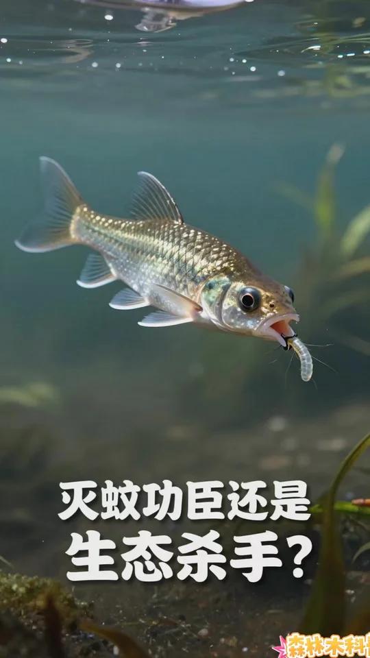 入侵物种：食蚊鱼的危害