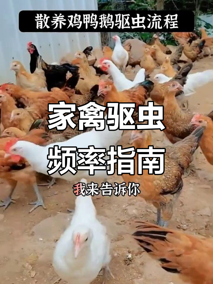 散养鸡鸭鹅如何驱虫?定期驱虫技巧大公开