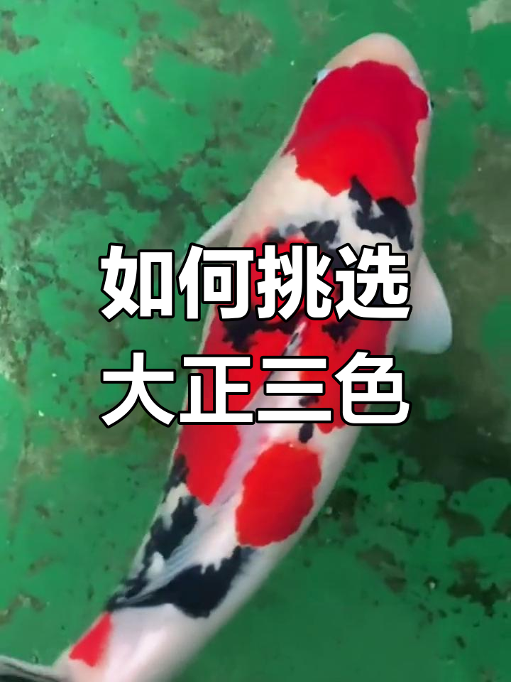 大正三色锦鲤墨斑解析