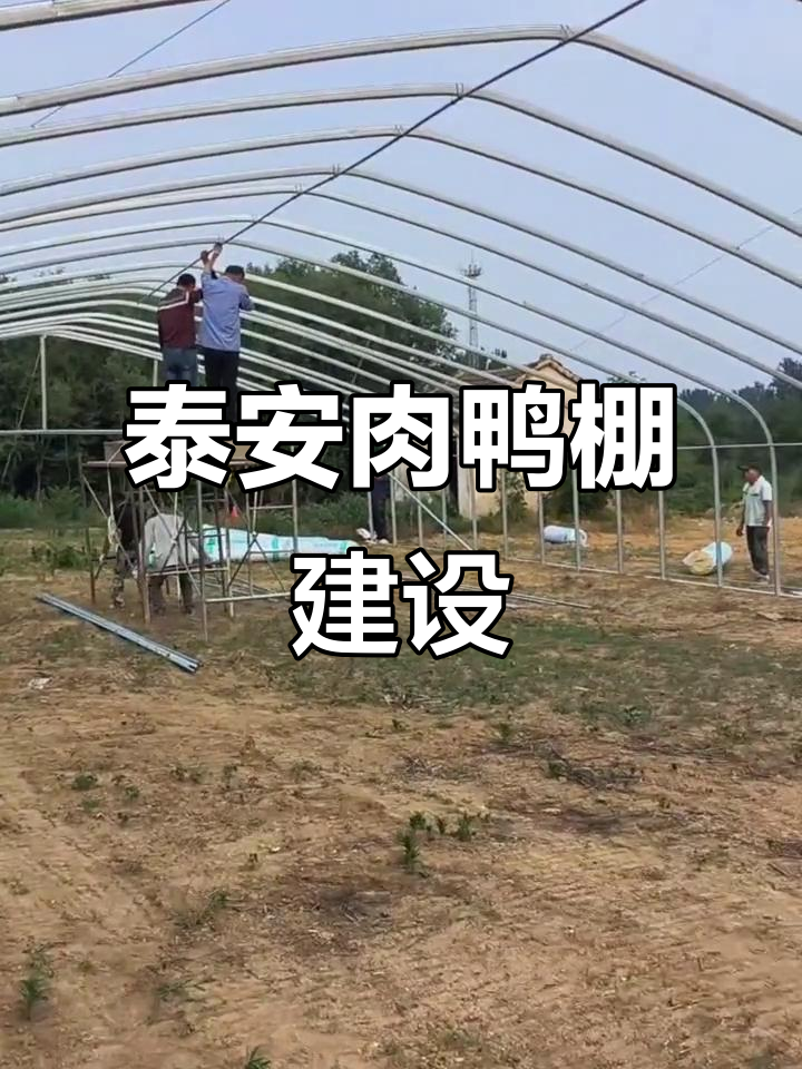 山东泰安肉鸭养殖大棚施工,骨架连接杆稳固进行中