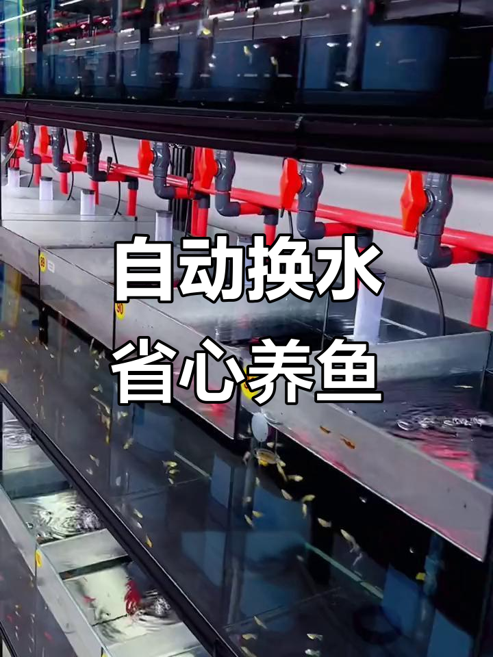 自动化系统缸让养鱼更轻松,孔雀鱼状态极佳