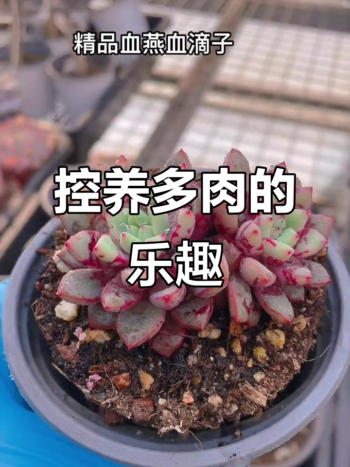多肉植物控养技巧，轻松打造健康多肉生活